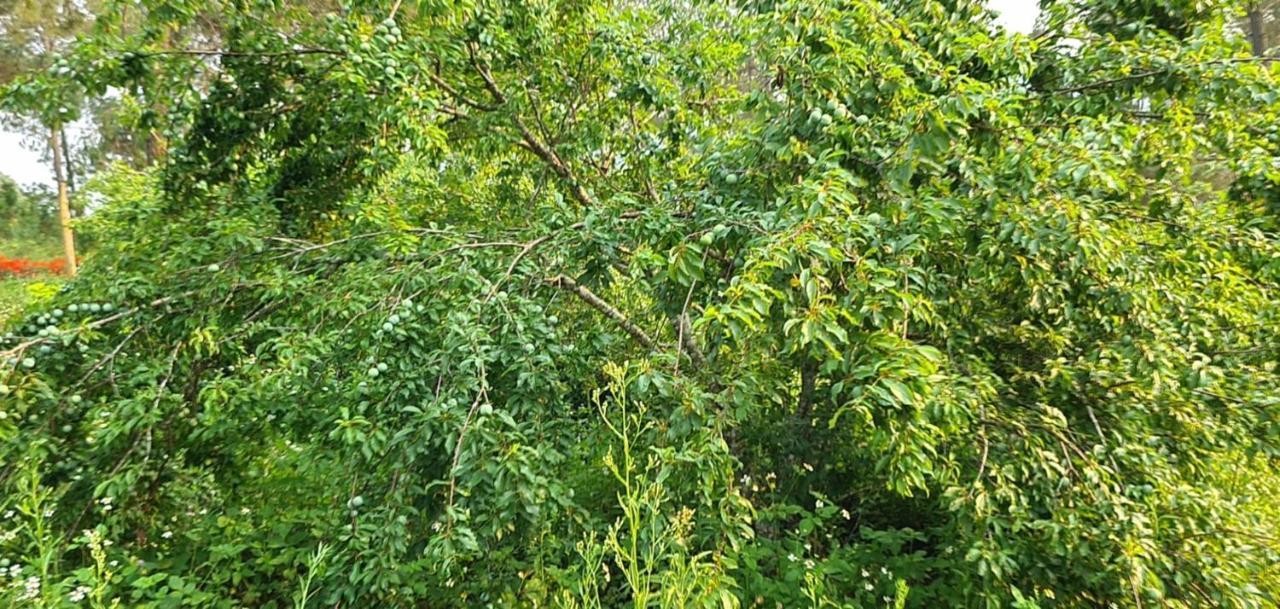 Datani Moc Chau Homestay Lang Mon Εξωτερικό φωτογραφία
